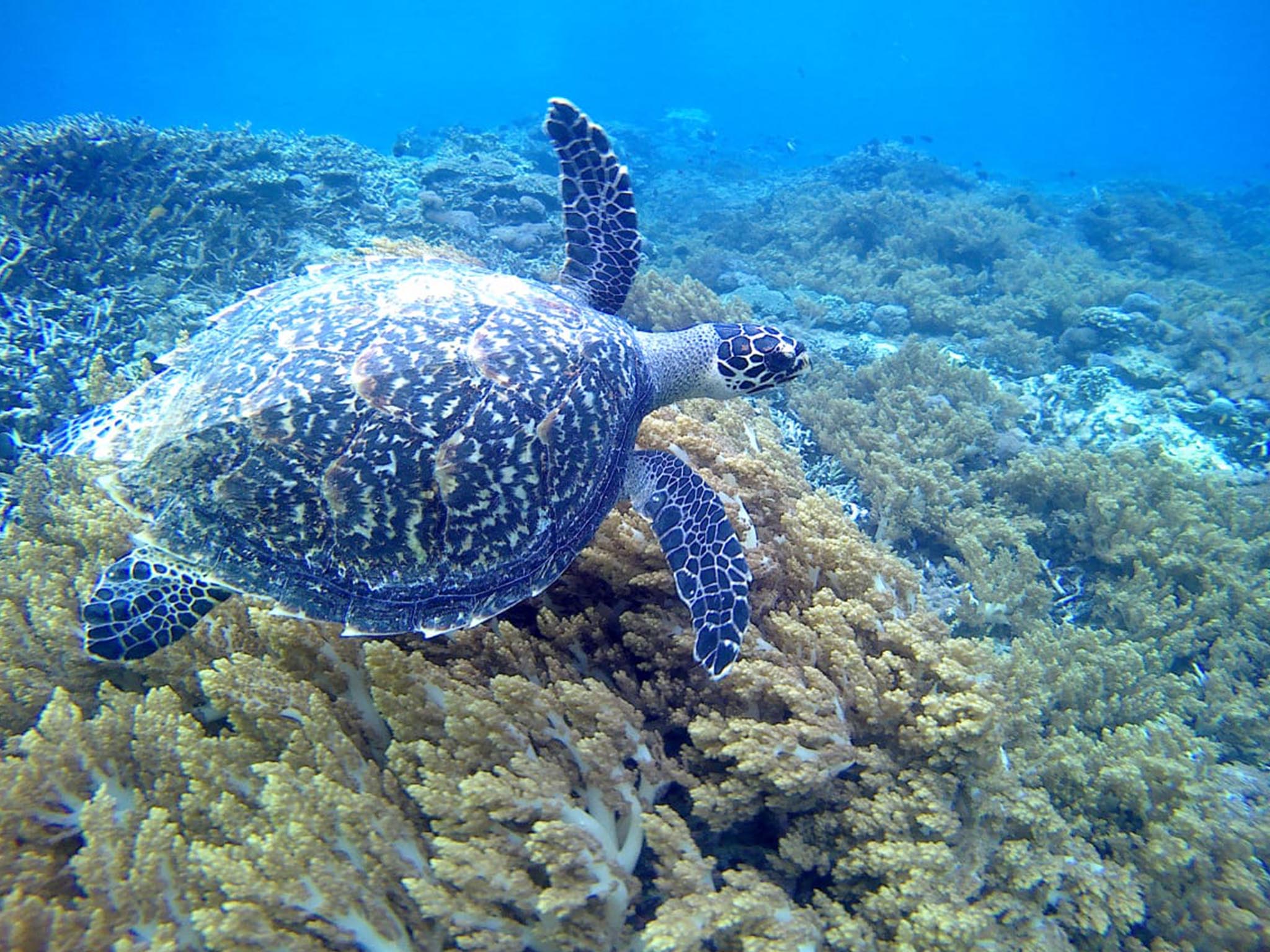 Snorkeling bersama di Manta Point dengan pemandu - Nusa Penida - Gallery 3