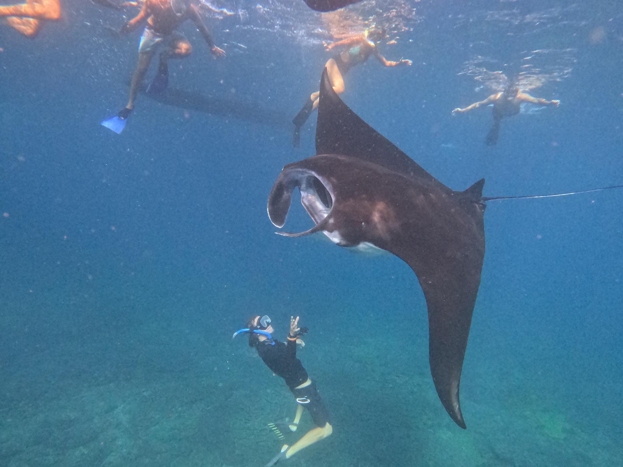 Snorkeling bersama di Manta Point dengan pemandu - Nusa Penida - Gallery 4