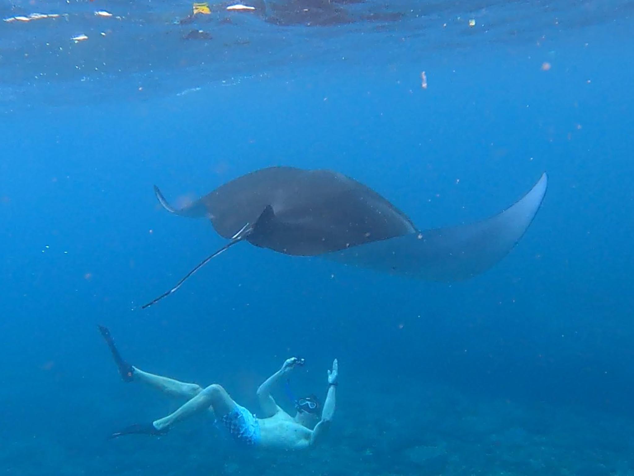 Snorkeling bersama di Manta Point dengan pemandu - Nusa Penida - Gallery 5
