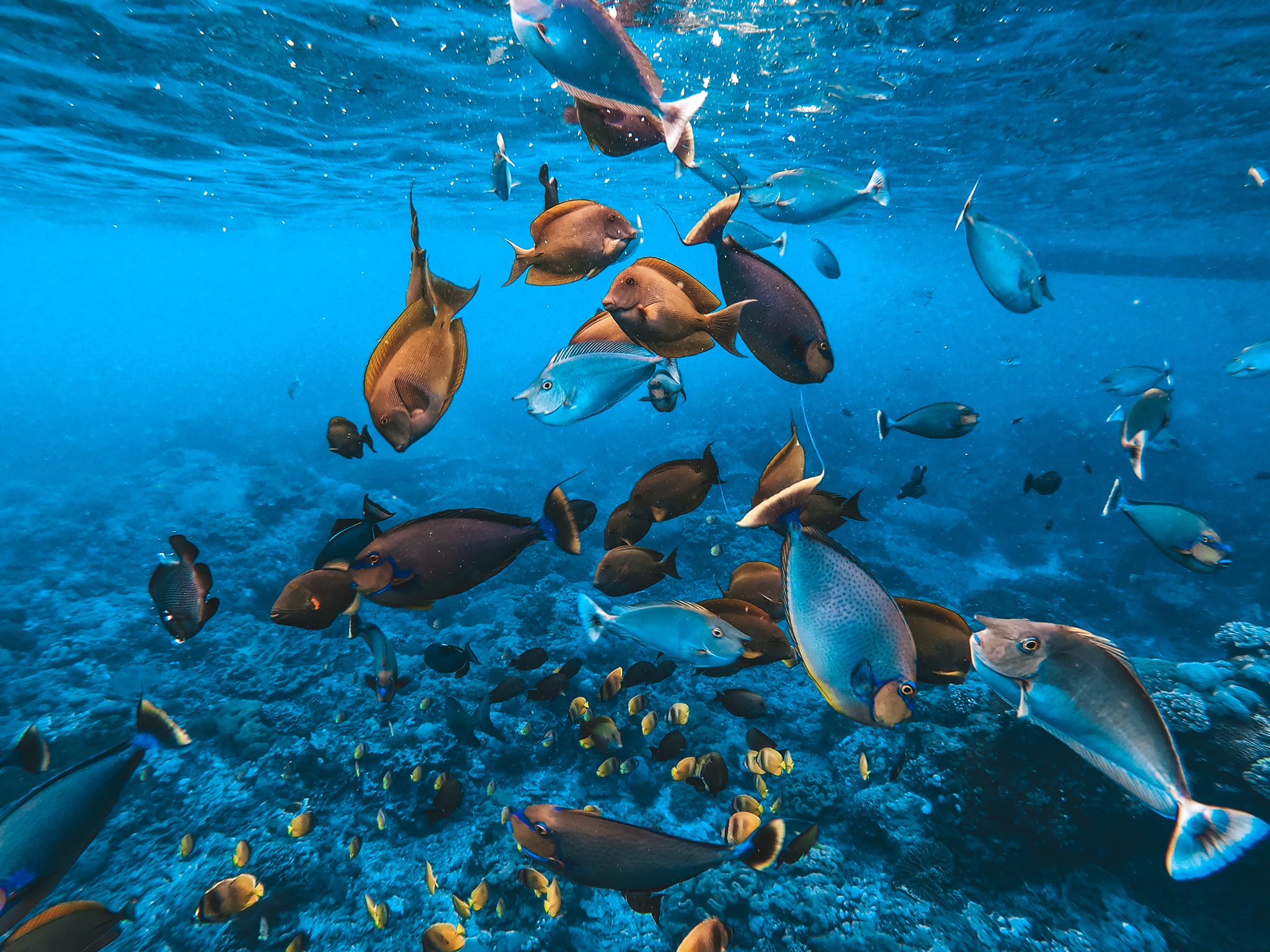 Paket snorkeling pribadi di lokasi sarang pari manta dengan pemandu di Nusa Penida - Gallery 6