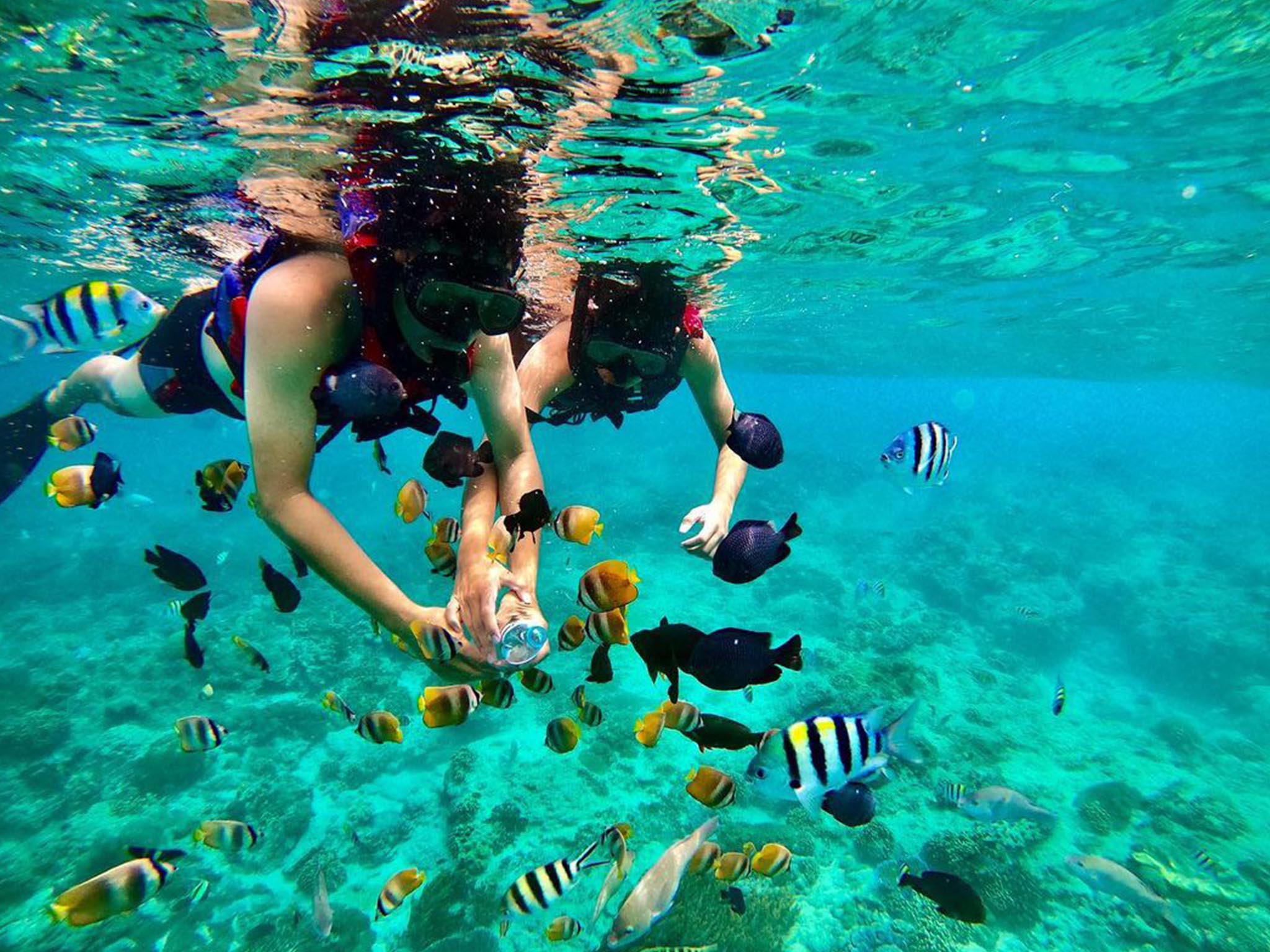 Snorkeling di Pantai Blue Lagoon dengan Makan Siang - Gallery 6