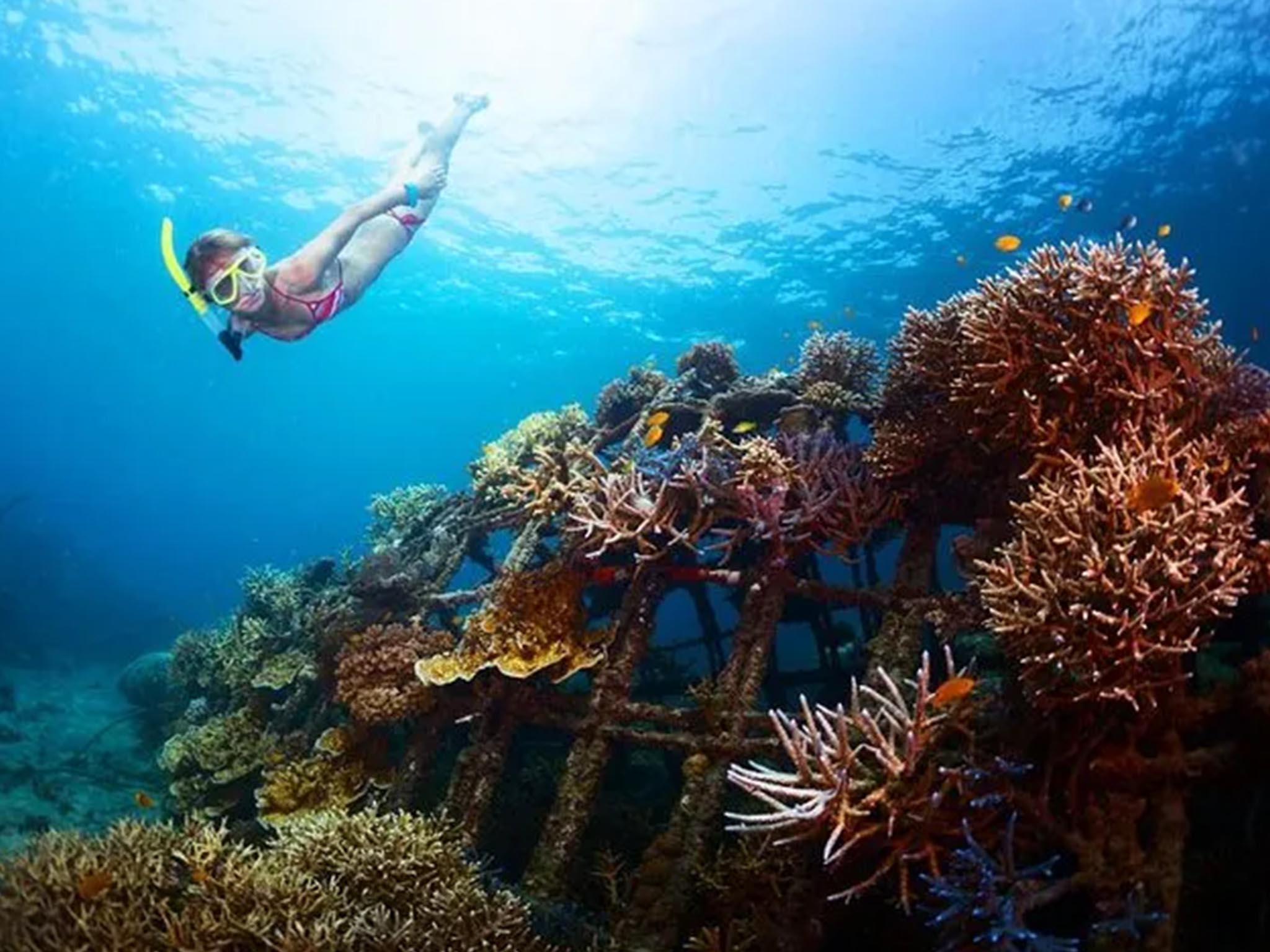 Snorkeling di Pantai Blue Lagoon dengan Makan Siang - Gallery 10