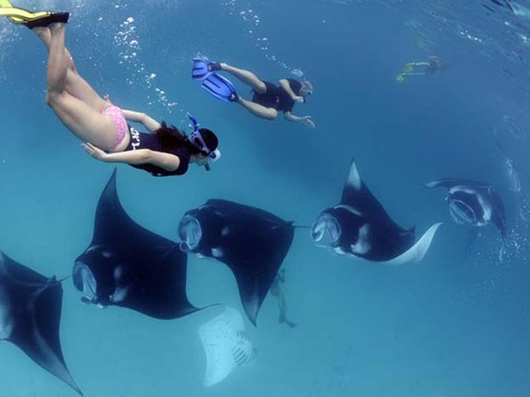 Paket snorkeling pribadi ke 4 lokasi dengan ikan berwarna-warni di Nusa Penida - Gallery 3