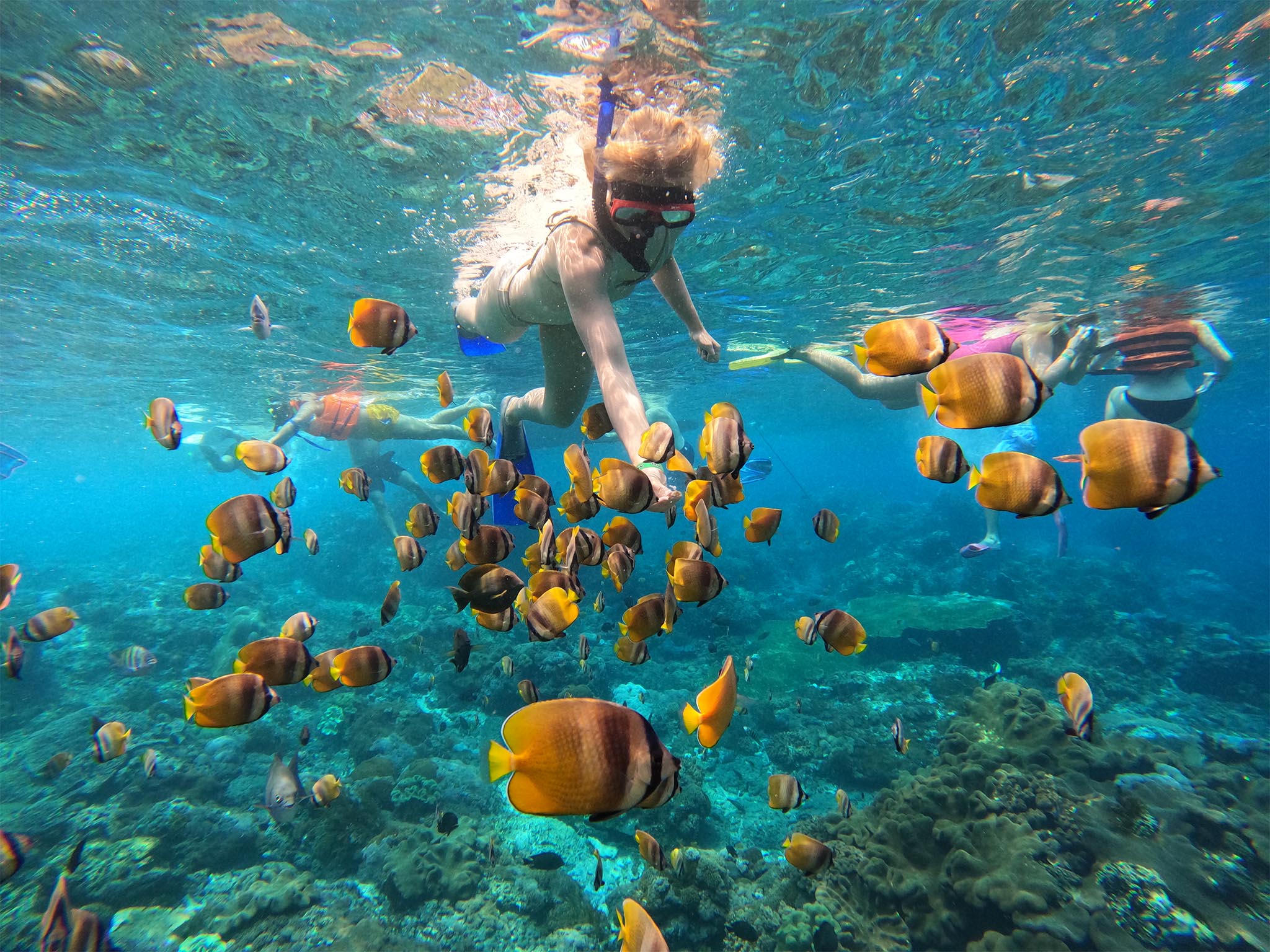 Paket snorkeling pribadi ke 4 lokasi dengan ikan berwarna-warni di Nusa Penida - Gallery 6
