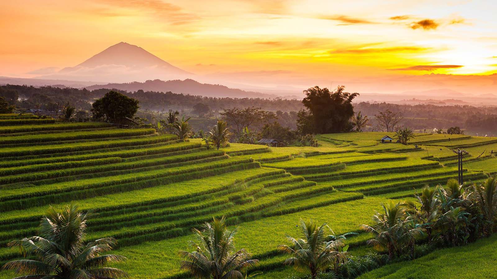 Tur Sehari Penuh Kuil Air dan Teras Sawah UNESCO di Bali - Gallery 4