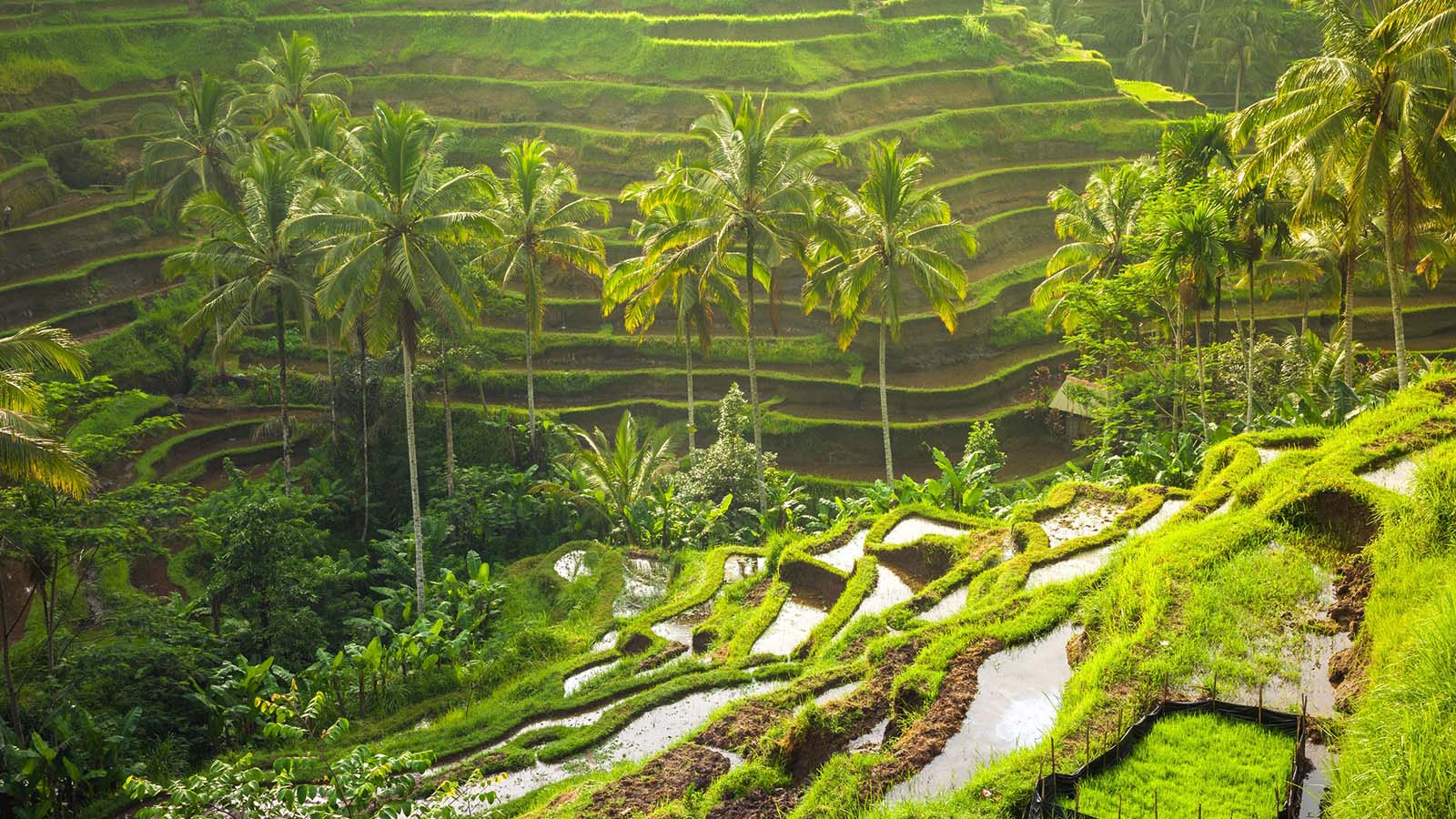 Wisata Pantai Pribadi: Tur Terbaik Bali yang Disesuaikan - Gallery 2